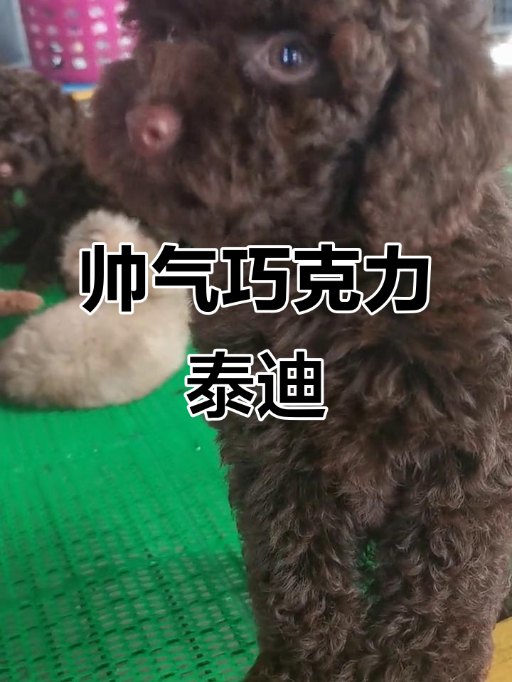 这只巧克力泰迪太帅了,眼睛一瞪就让人心动