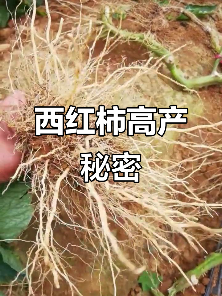 根系如此发达,西红柿高产秘诀大揭秘