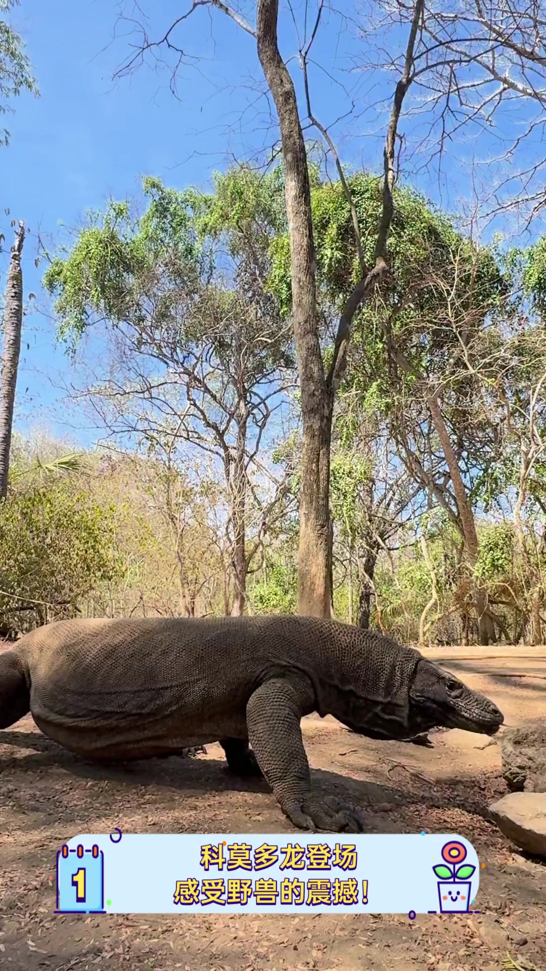 科莫多龙登场,感受野兽的震撼!