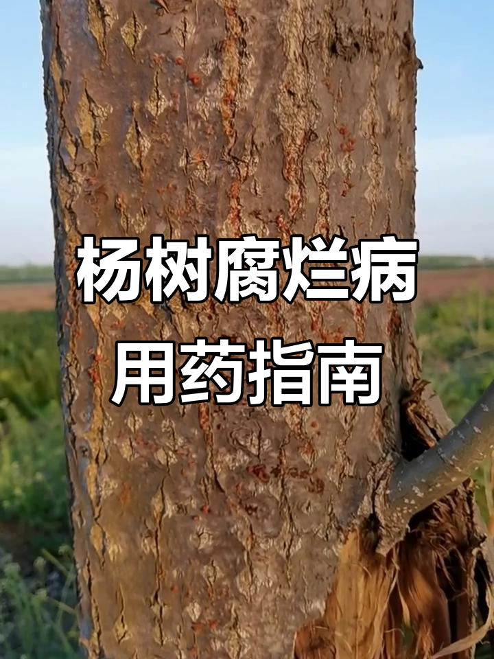 杨树腐烂病严重,如何防治效果最佳?