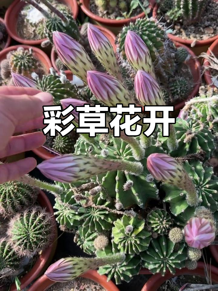 彩草仙人球开花,九十月份迎来盛开高峰