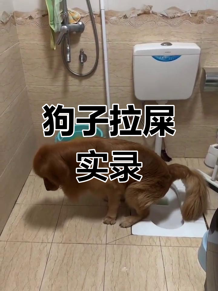 傻狗日常:拉屎全过程,萌宠搞笑时刻