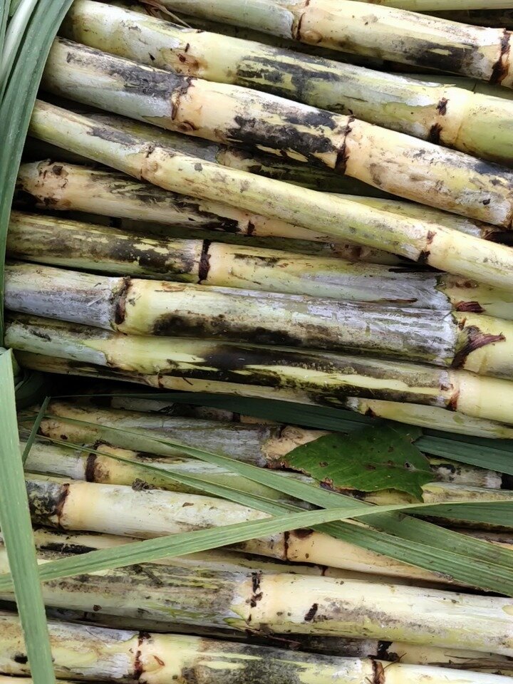 茅蔗,甘蔗的一种,叶状如茅草