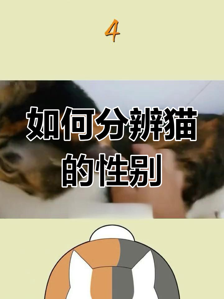 猫仔怎么分辨男女图图片