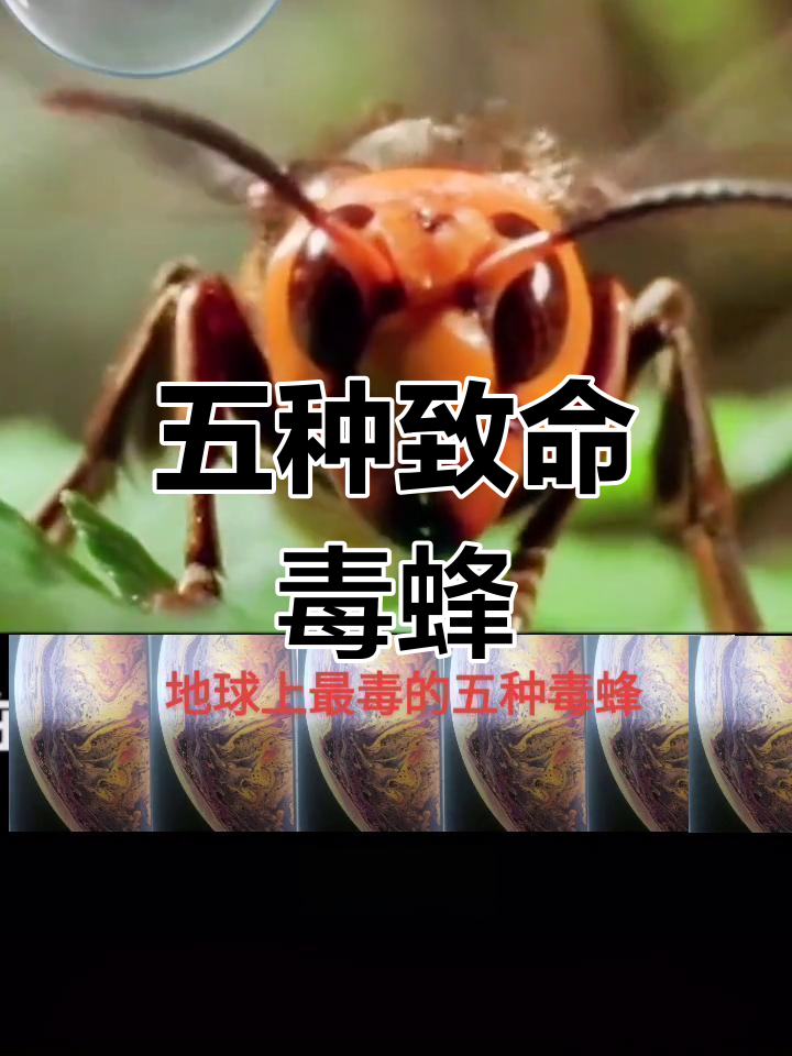 地球上五大最毒蜂,被蛰后生死一瞬