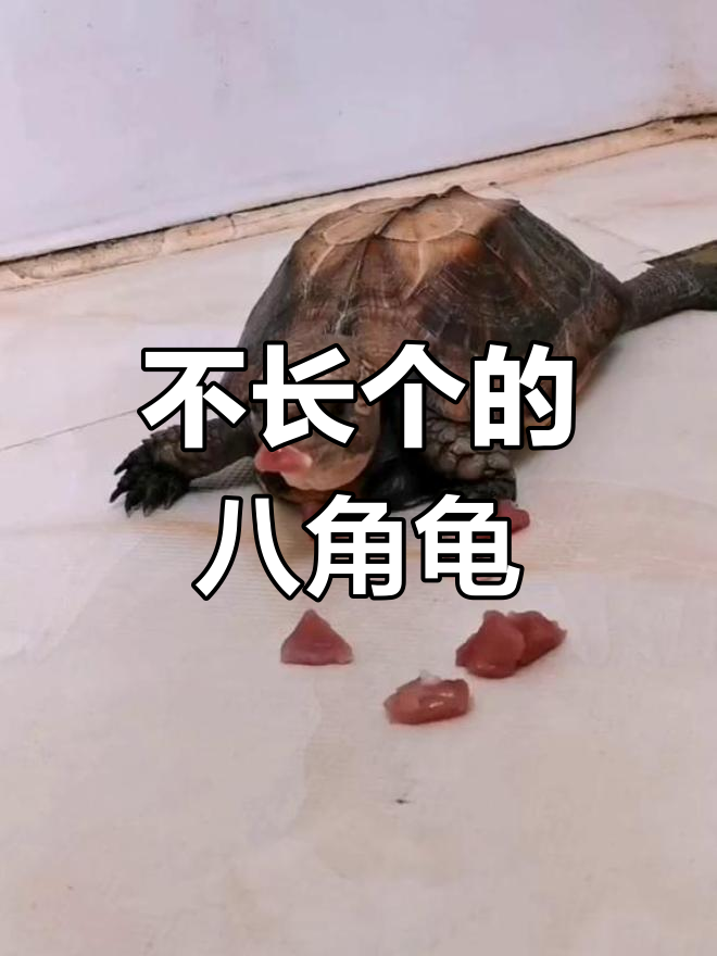 八角龟只吃瘦肉,不吃饲料
