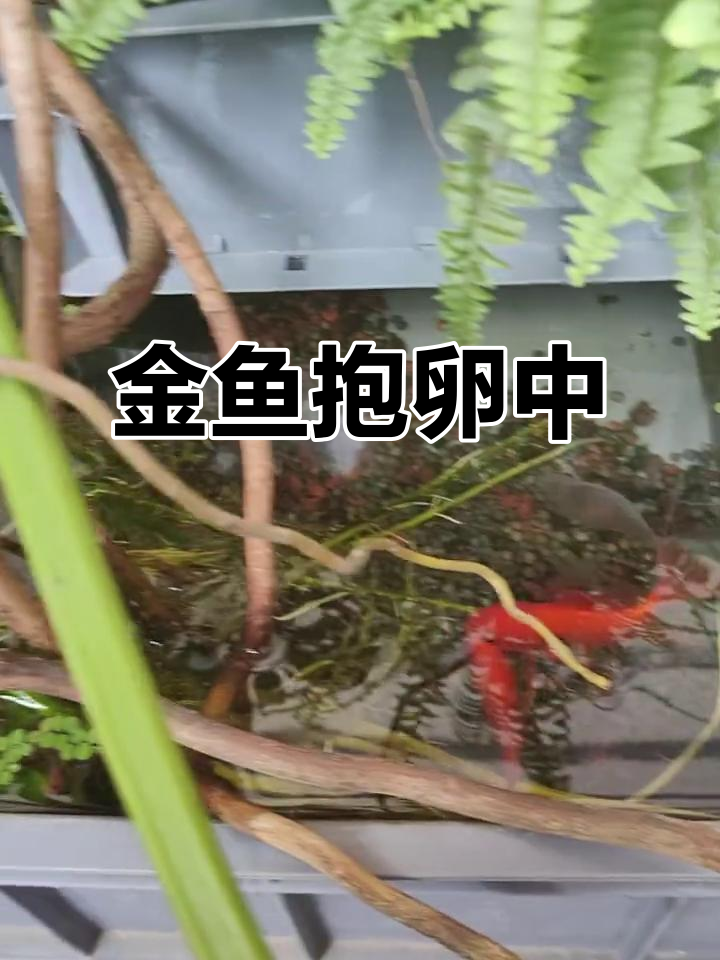 草金鱼抱卵,肚子大得快生了