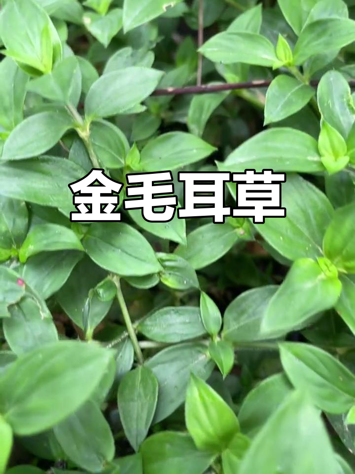 白色花期的金毛耳草