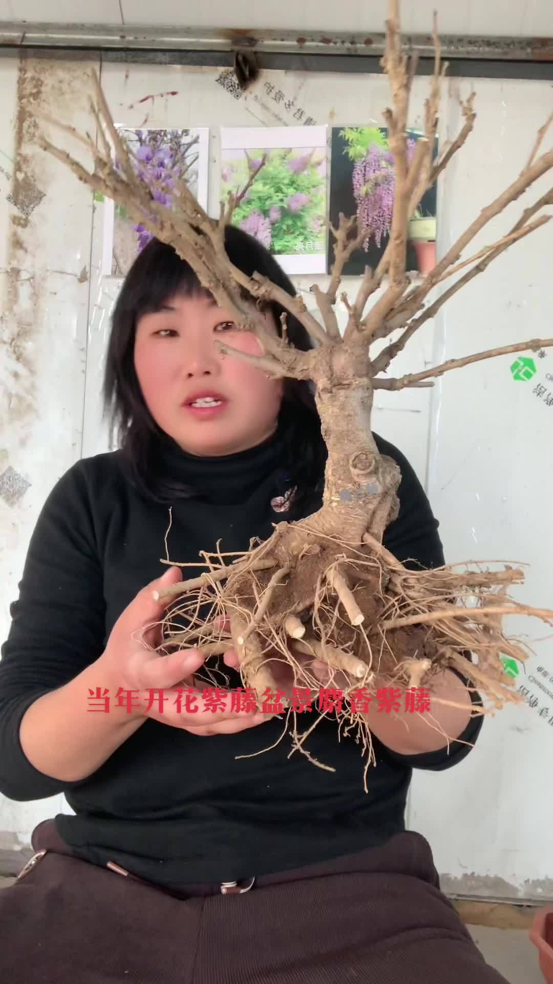 紫藤花 紫藤 紫藤盆景 麝香紫藤盆景