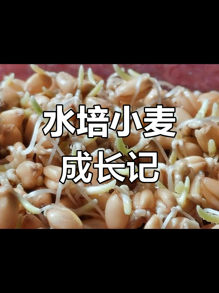 小麦水培实验,从种子到发芽全程记录