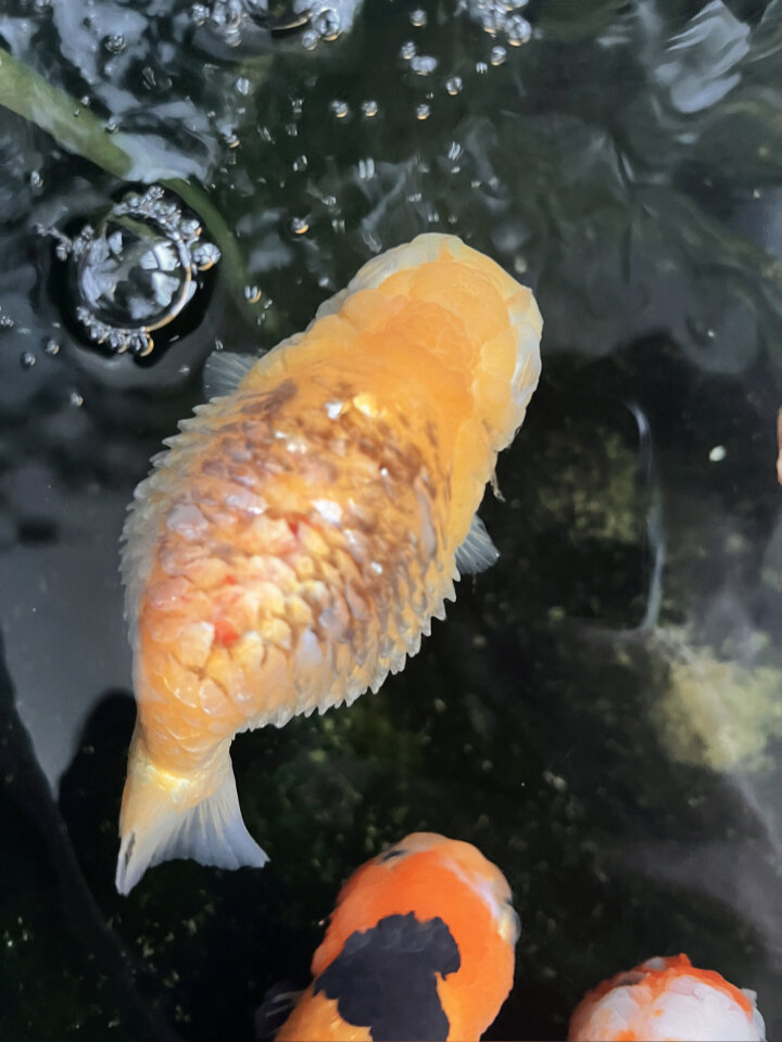 兰寿炸鳞,危在旦夕