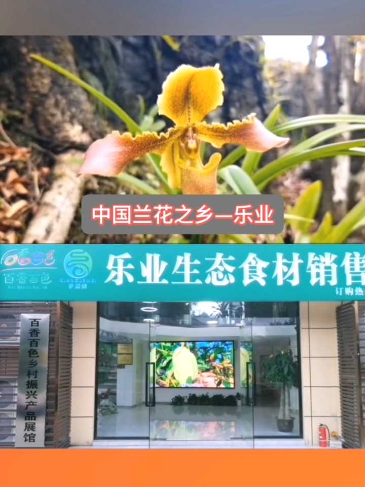 潮客|中国兰花之乡—乐业