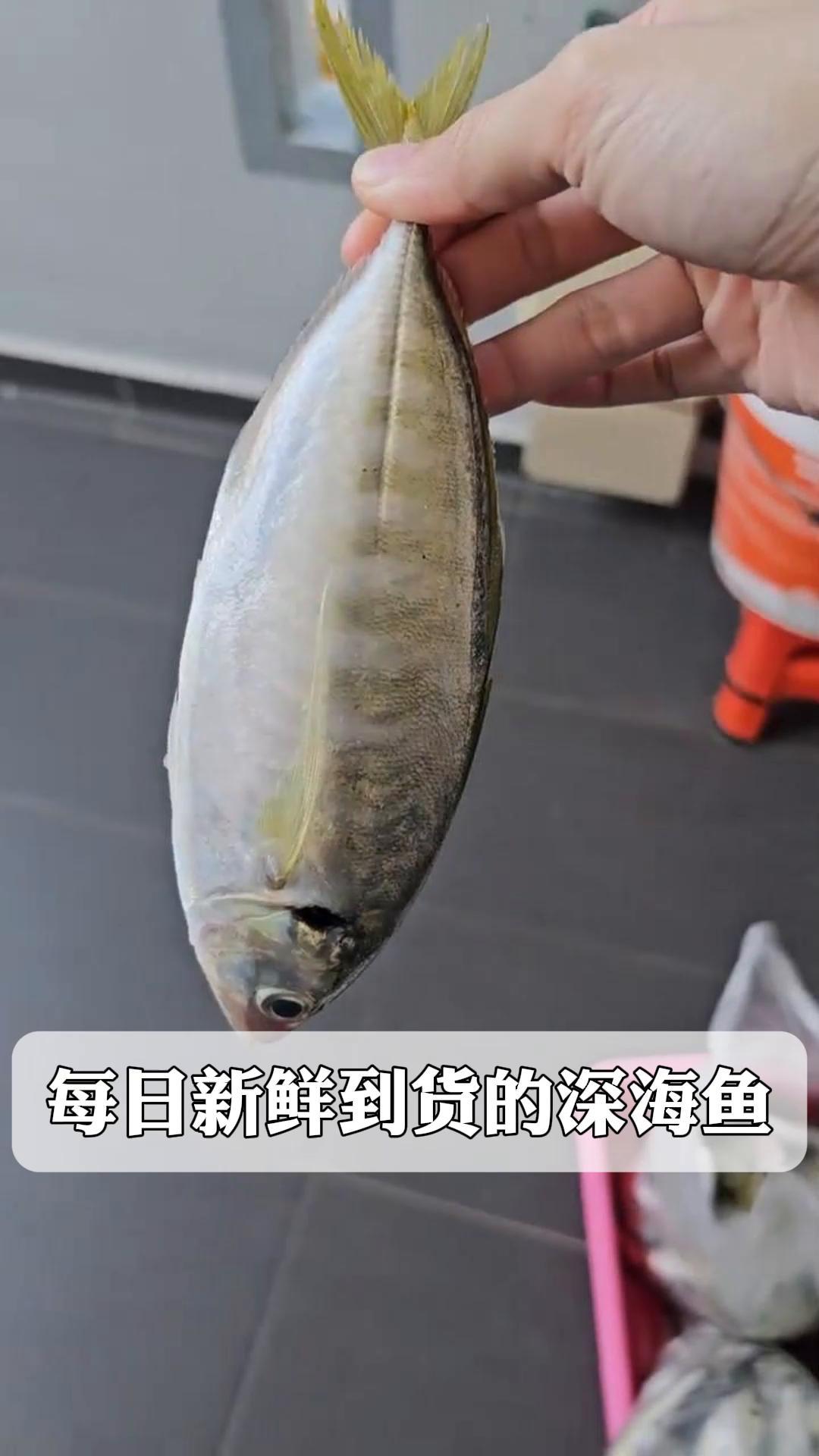 每日新鲜到货的深海鱼