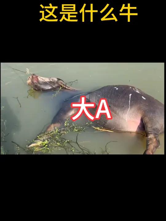 但是牛淹死了 牛市来了吗