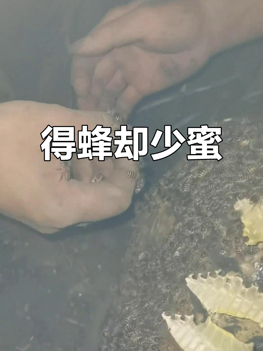 梦见野蜜蜂窝有很多蜜(梦见野蜜蜂窝有很多蜜蜂和蜂巢) 梦见野蜜蜂窝有很多蜜(梦见野蜜蜂窝有很多蜜蜂和蜂巢)