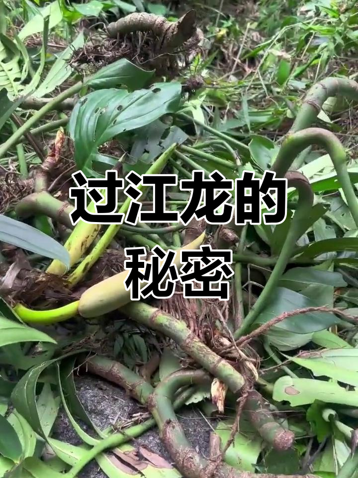 你家乡有这种神奇植物吗?过江龙揭秘