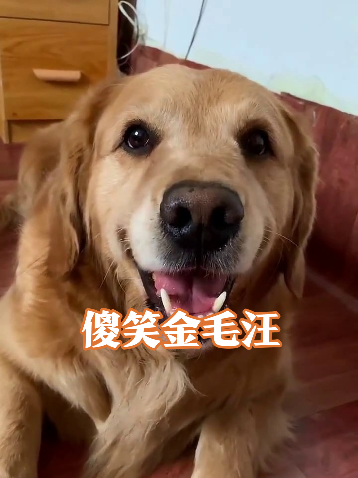 金毛犬全程咧嘴傻笑,治愈系笑容温暖人心