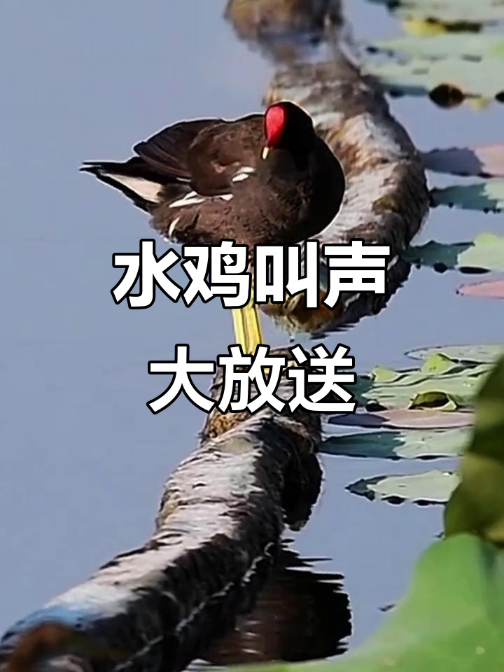 爸爸的"水鸡"叫声,太搞笑了!