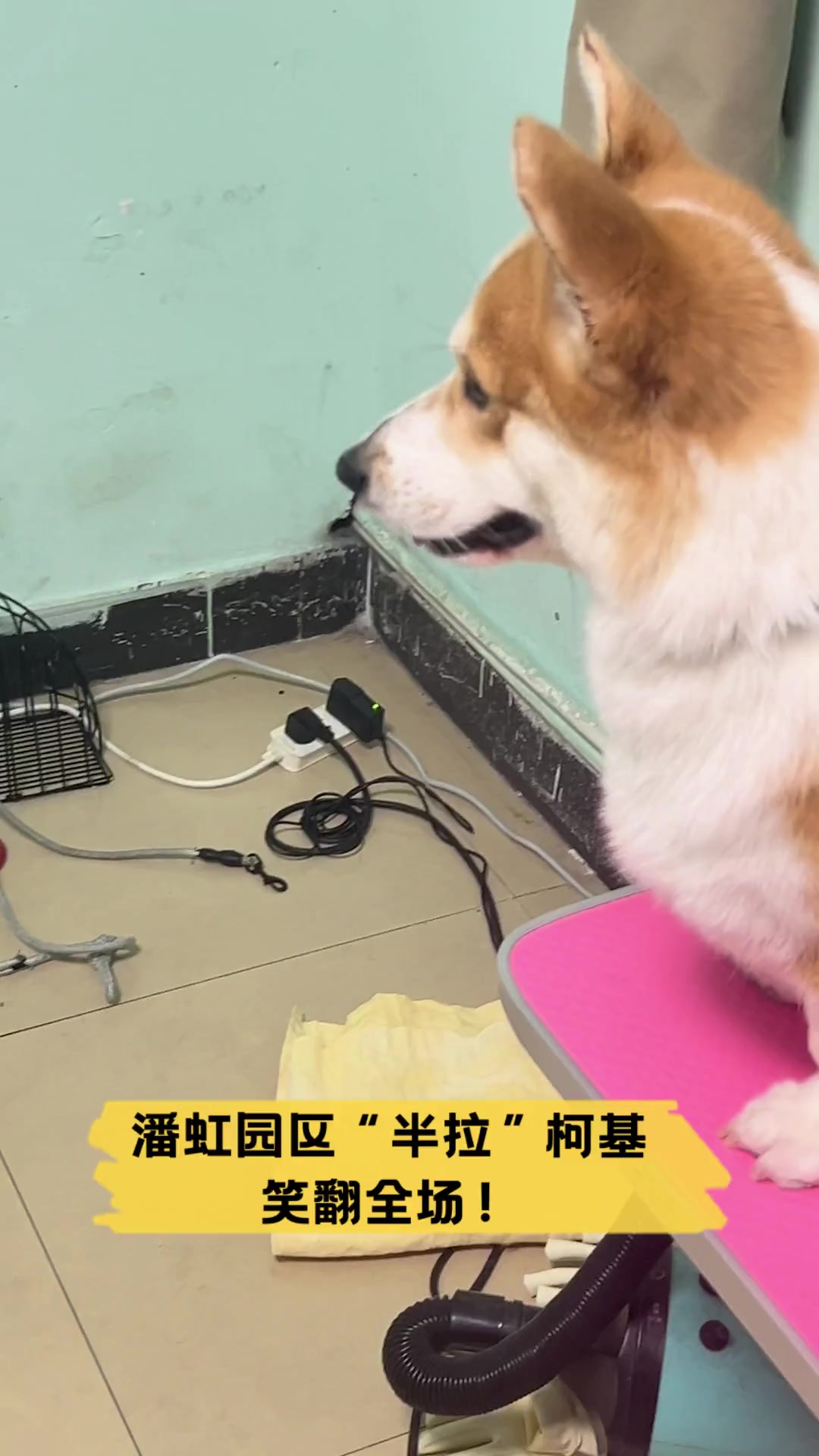 潘虹园区"半拉"柯基,笑翻全场!