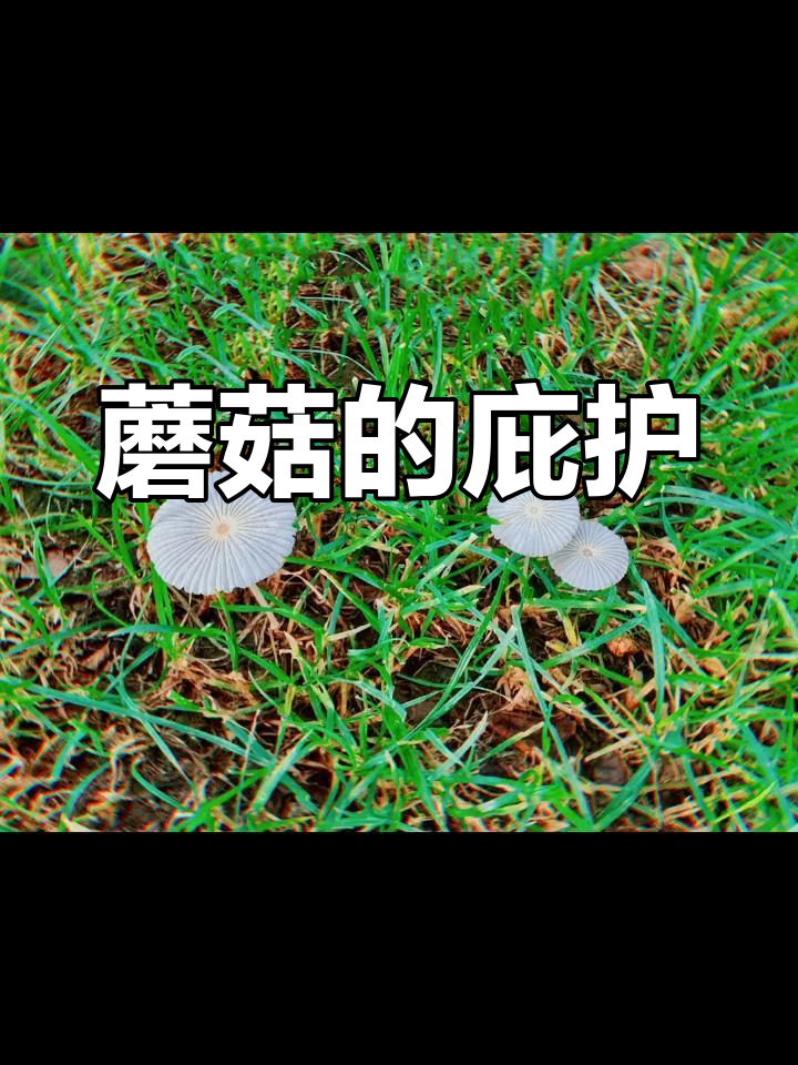 雨后草地,蘑菇悄然绽放,守护微小生命