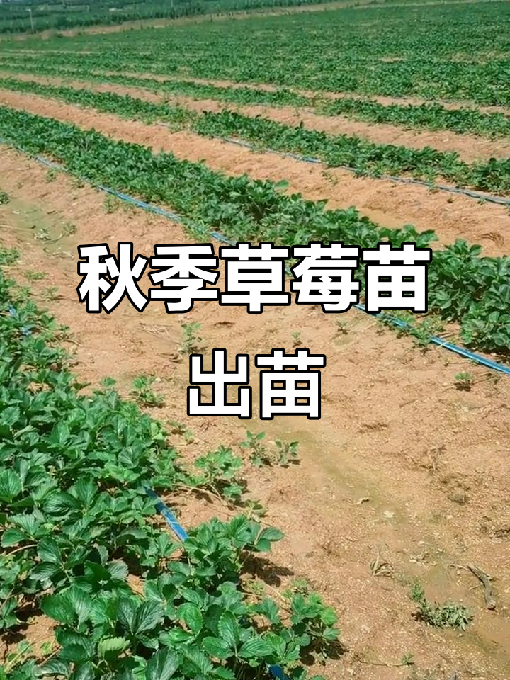 60亩地种什么好(种60多亩地能赚多少钱)