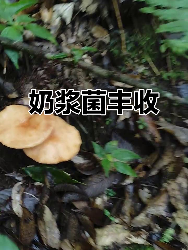 去年种下的奶浆菌,今天终于可以收获了!