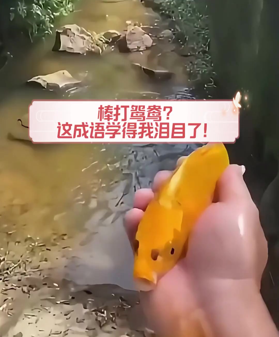 棒打鸳鸯?这成语学得我泪目了!