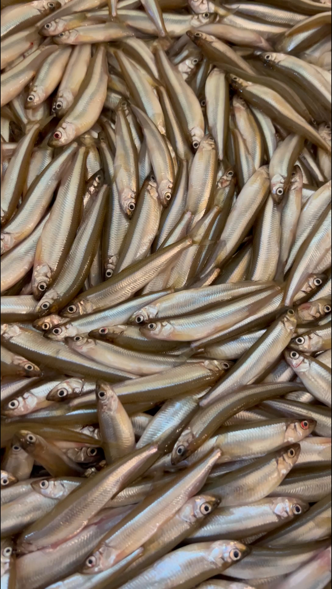 密云水库小公鱼直接冷水洗干净,煎,炸,炖,涮