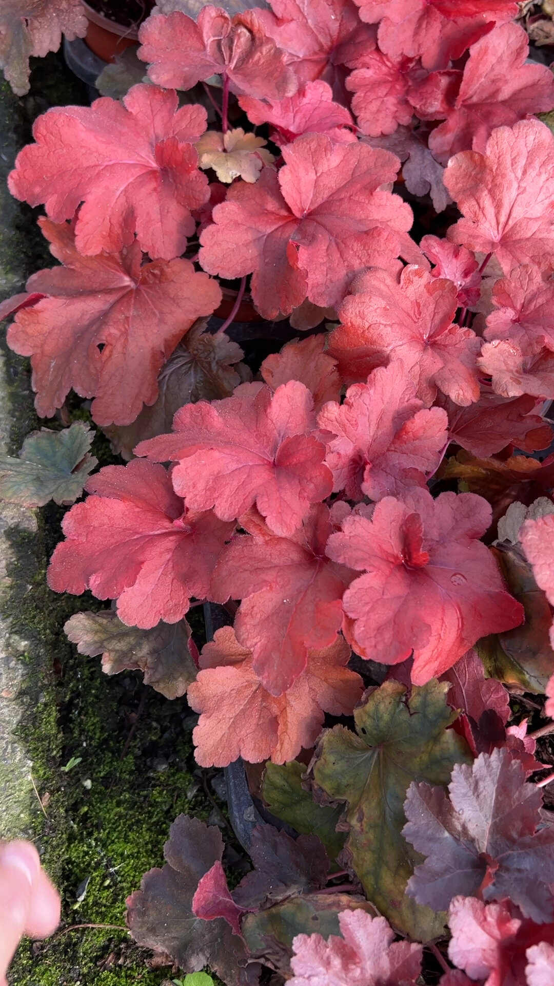 矾根系列最红的两个品种,红色警戒/永恒红