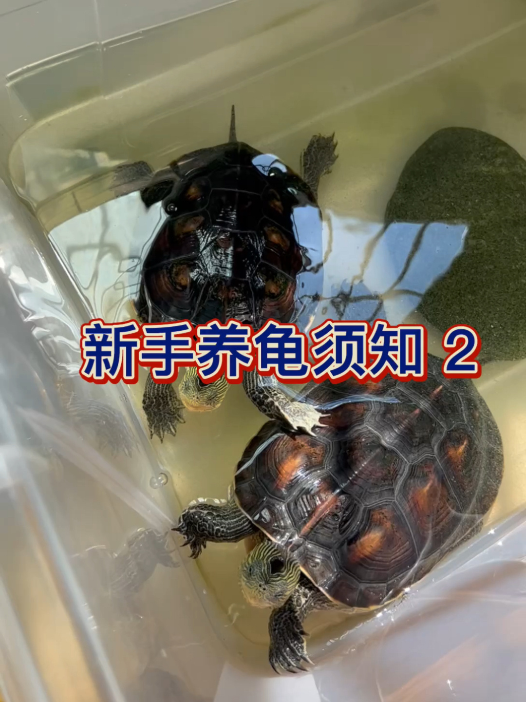 新手养龟须知2