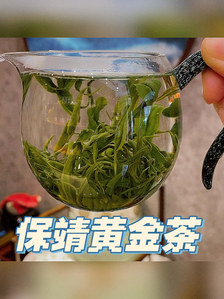 你知道湖南的保靖黄金茶吗