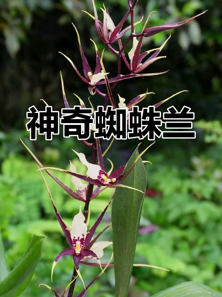 惊艳植物,蜘蛛兰的美丽让人无法抗拒