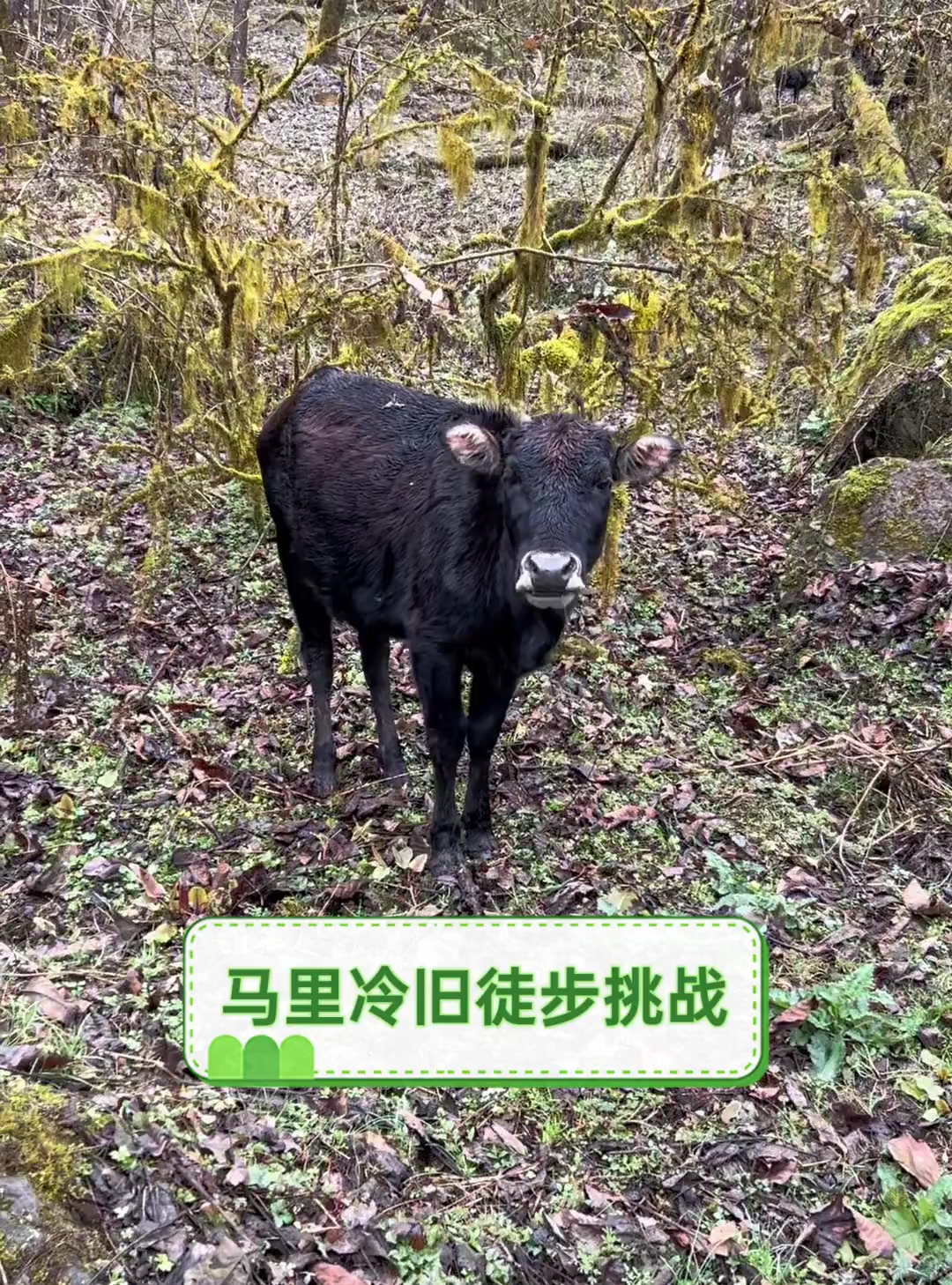 马里冷旧徒步挑战