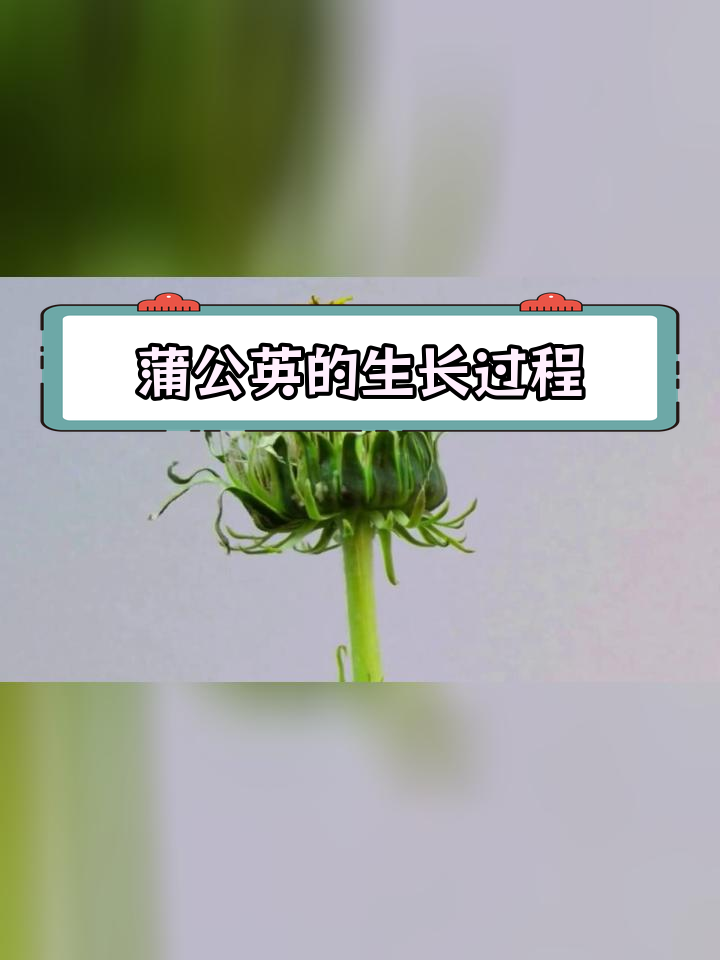 蒲公英的生长过程图文图片