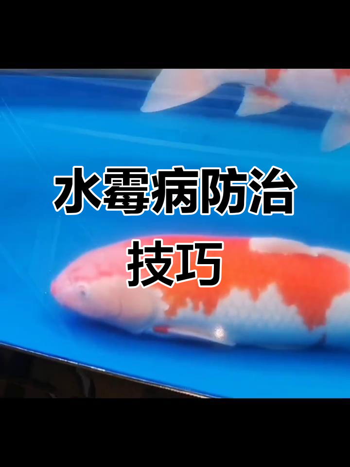 锦鲤水霉病治疗与换季预防全攻略