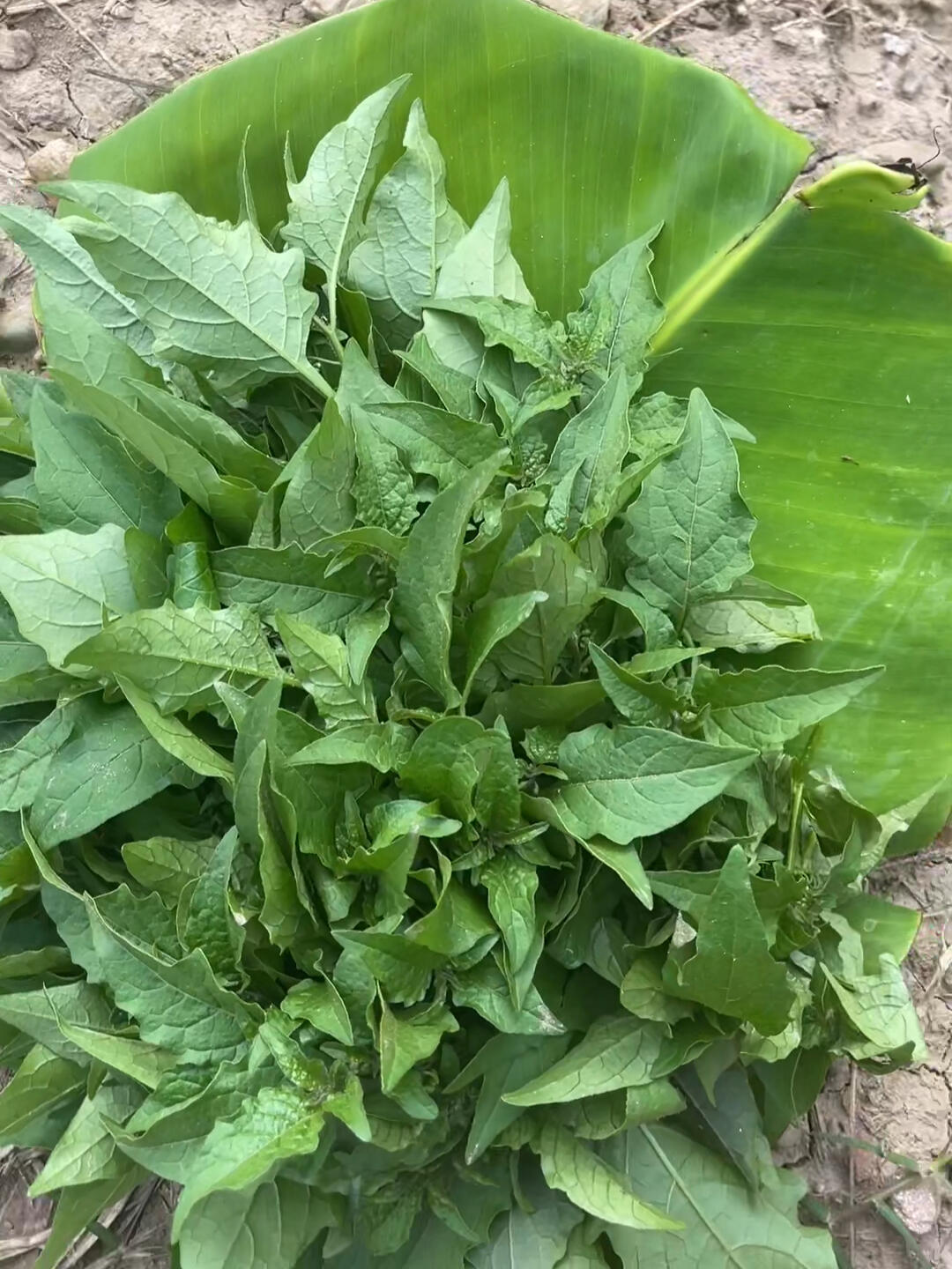 苦凉菜这么肥美,很难不摘它