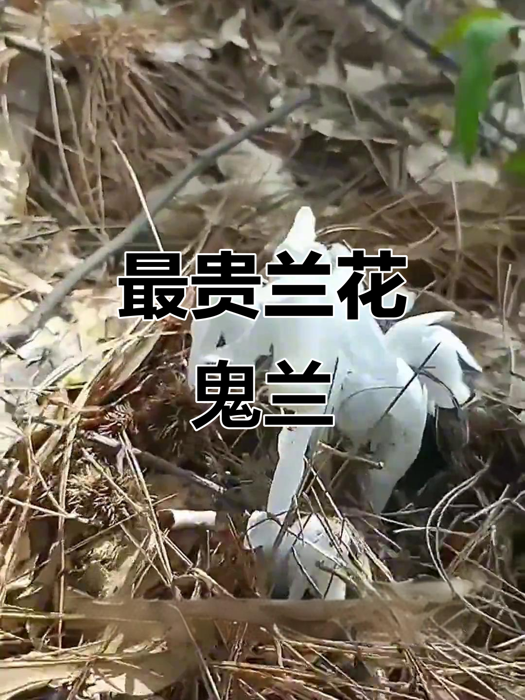 世界上最昂贵的兰花,鬼兰一朵卖150万!