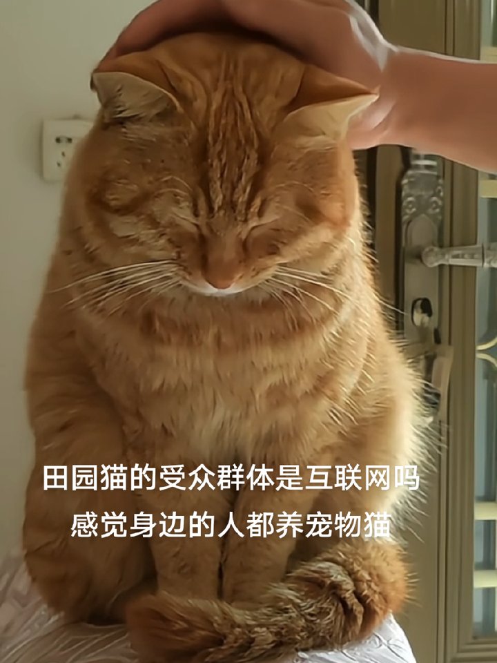 中华田园猫,橘猫 中华金丝虎