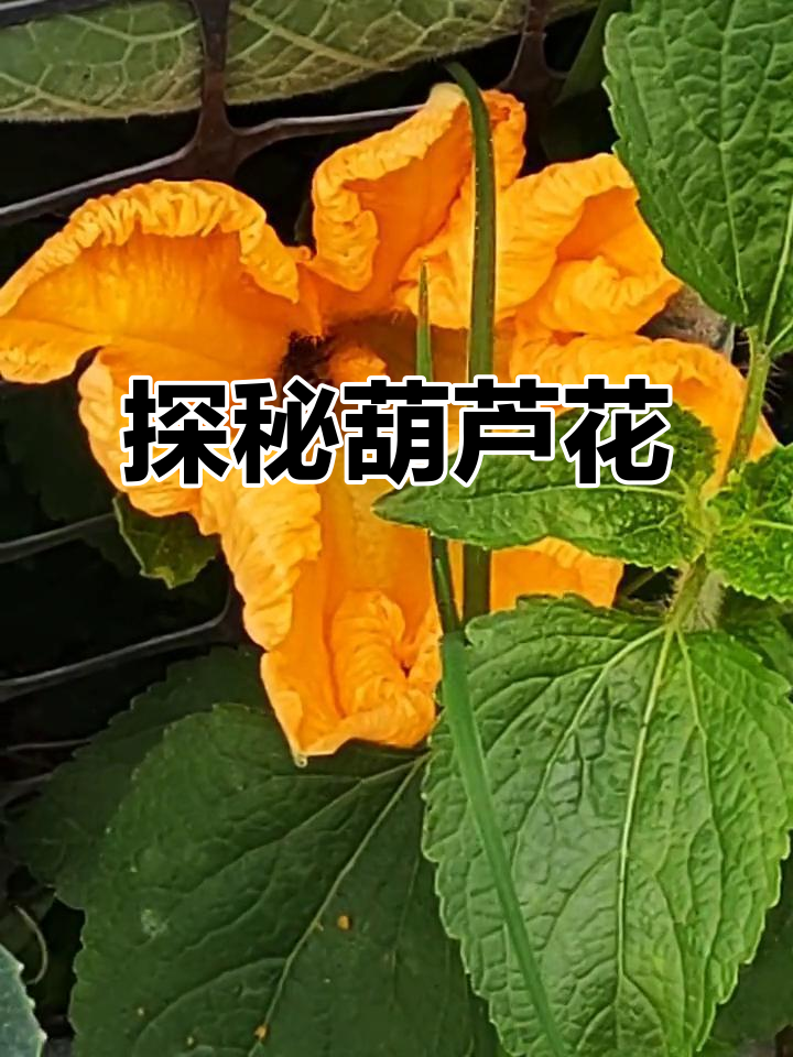 葫芦花:美丽与神秘的完美结合