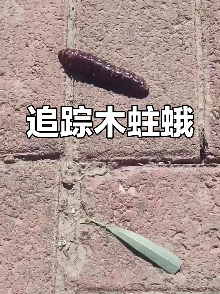 追捕芳香木蠹蛾幼虫