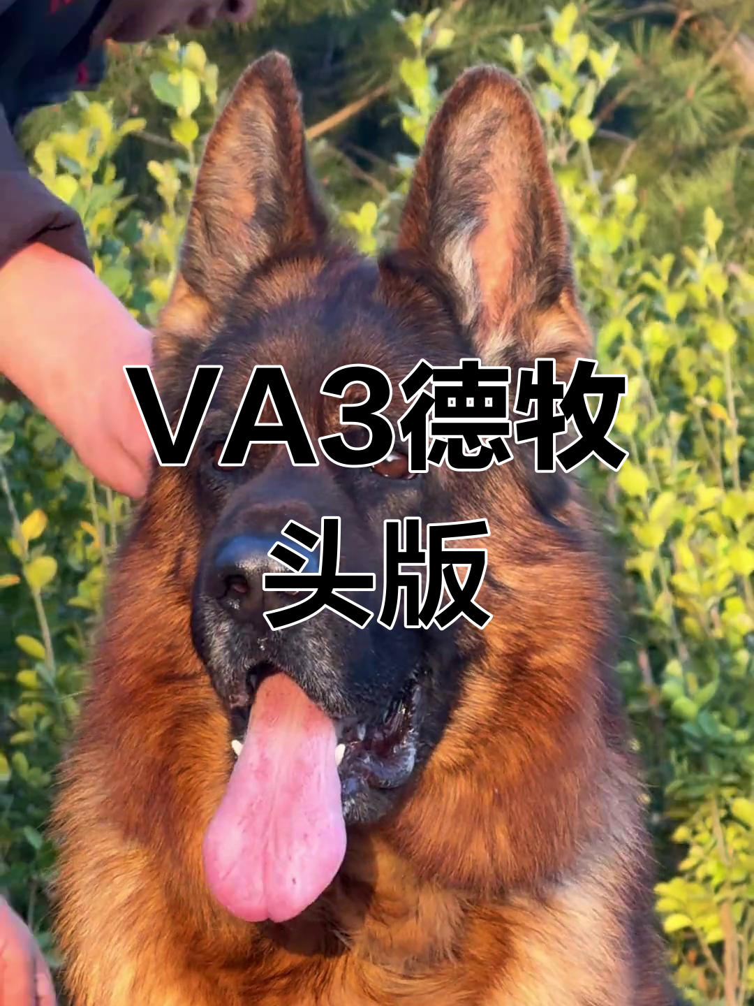 德国牧羊犬va3头版,百看不厌的魅力