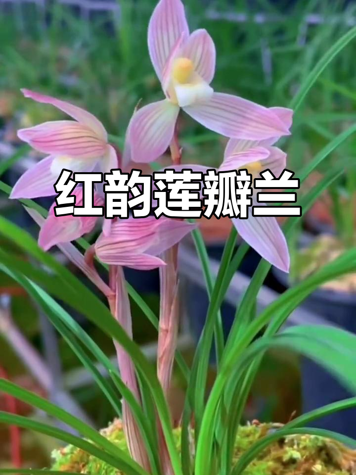 莲瓣兰红韵素:兰花中的珍品,美丽与优雅并存
