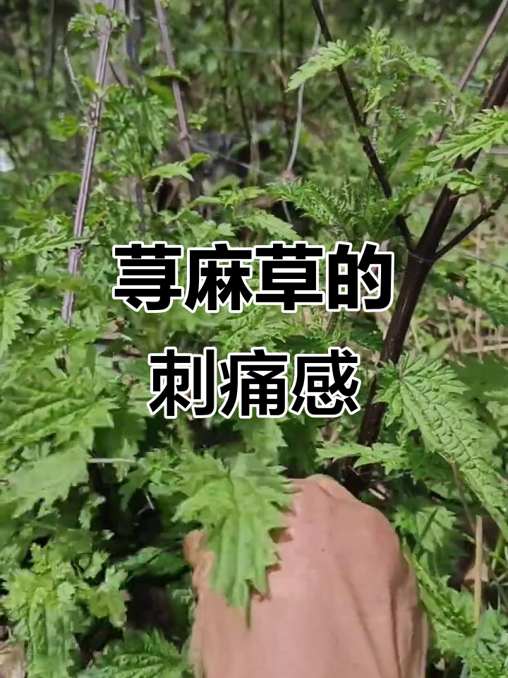 荨麻草:别名蝎子草,蛰人后红肿刺痒