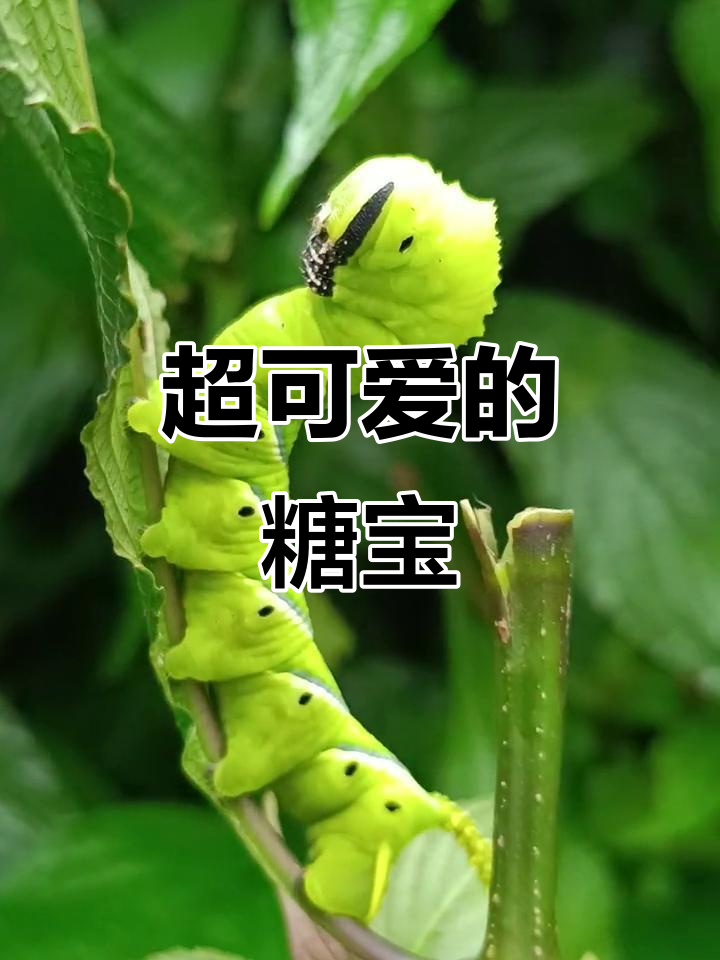 糖宝萌态百出,可爱到不行!