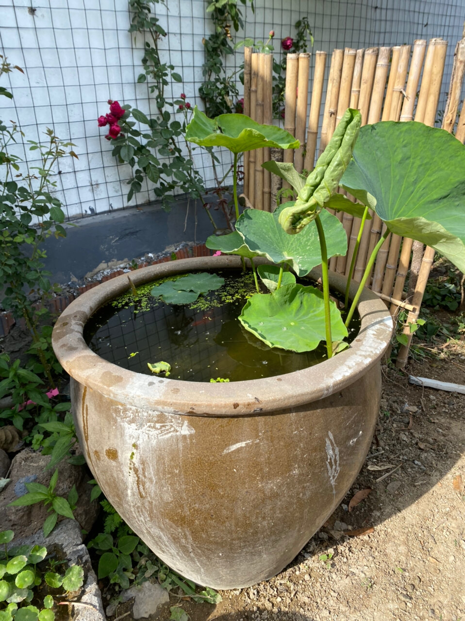 荷花缸里养金鱼可以么?