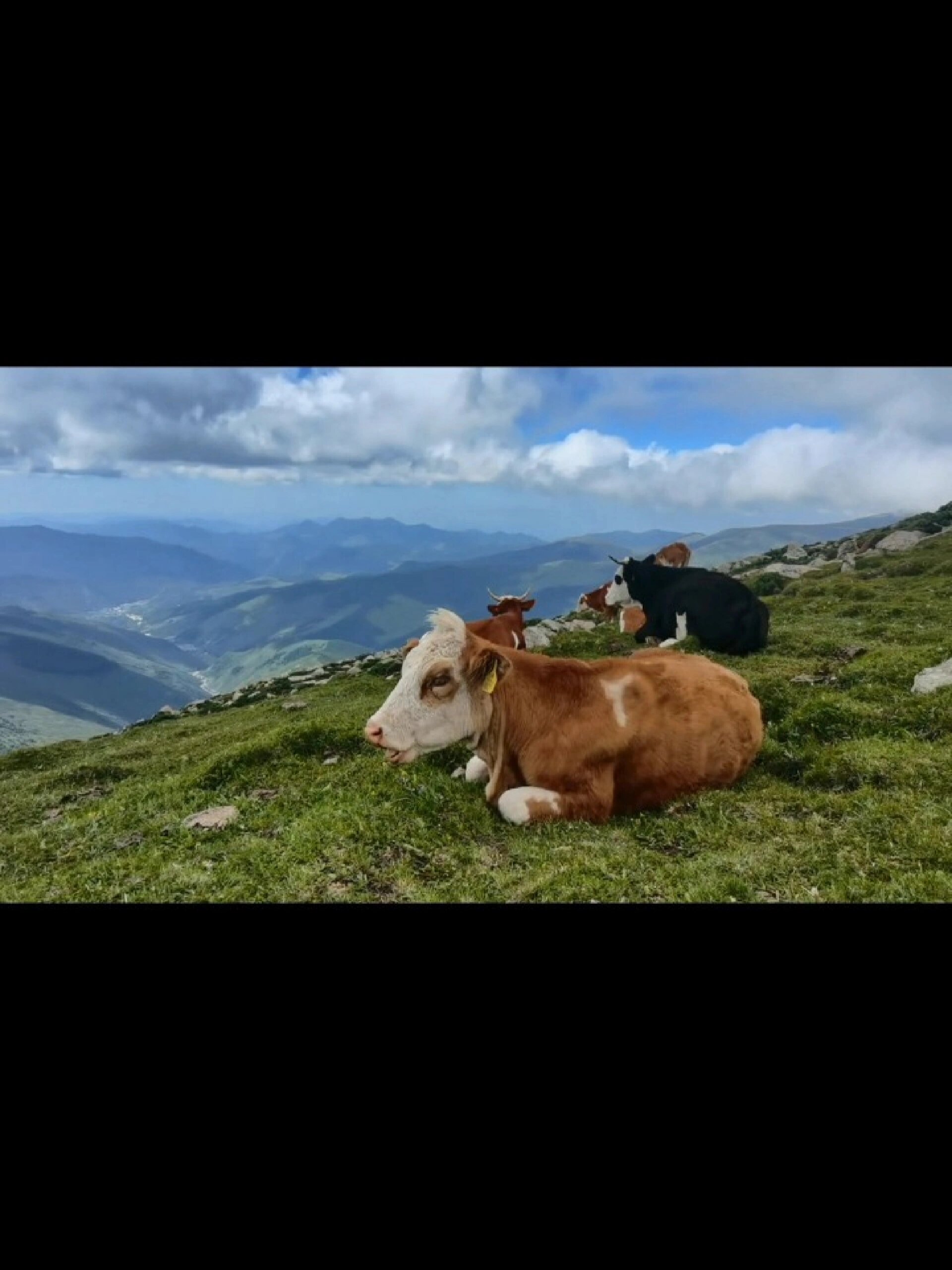 高山草甸闲适的牛犊