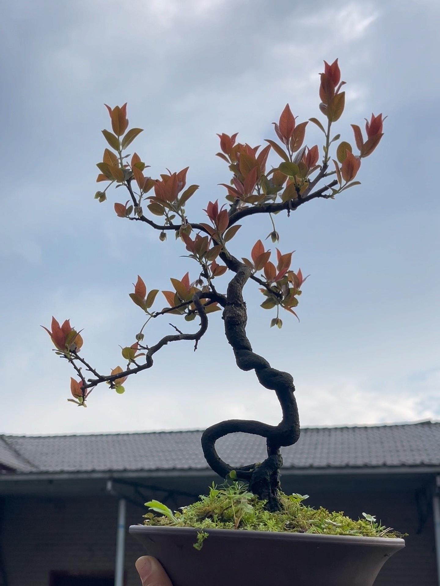 泸州一号红芽正在发 灌木金弹子 金弹子 精品盆景 盆景直播间 来抖音