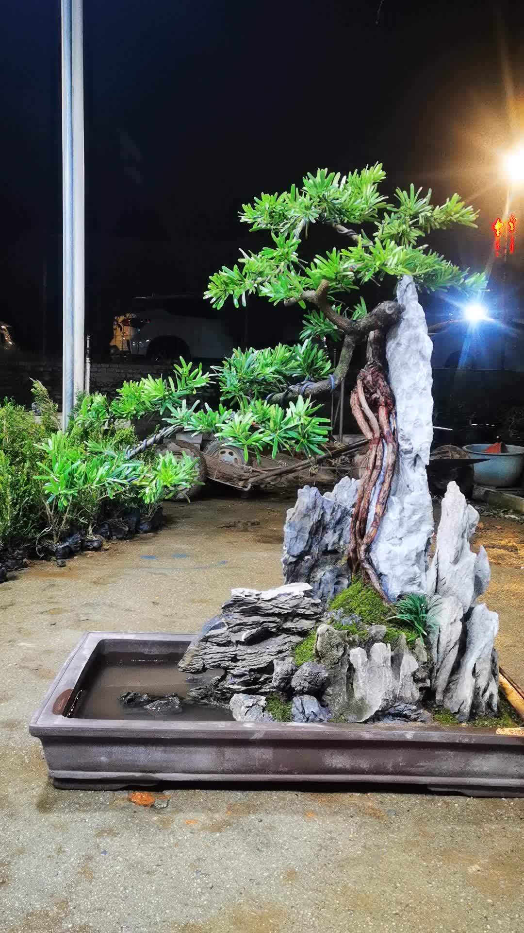 盆景艺术 罗汉松高根附石 庭院大盆景 植物造景微景观 庭院景观