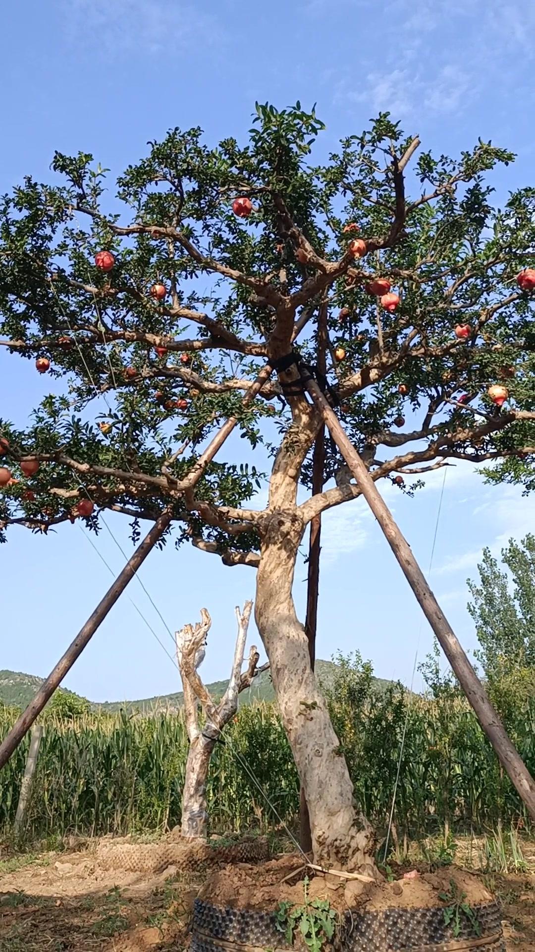 精品骨架大石榴景观树,树形漂亮完美大气 石榴树 花卉绿植 最美庭院