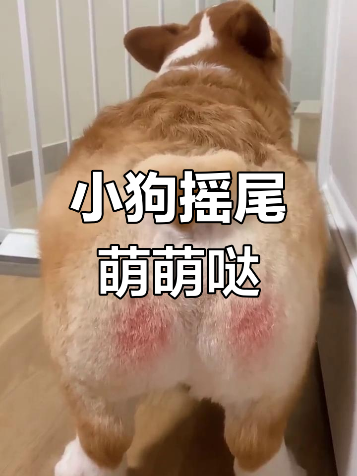 柯基摇尾巴萌态十足